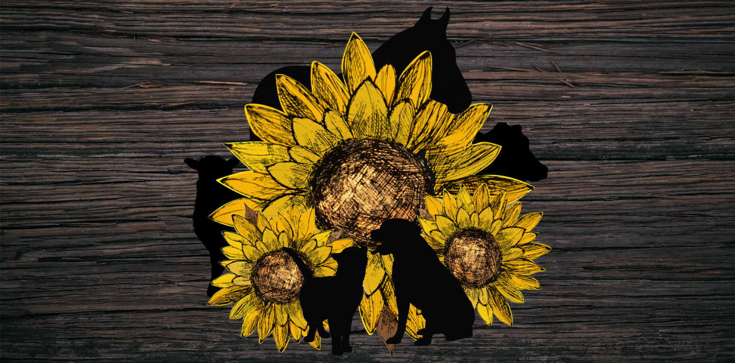 Sunflower Farm Chinquapin, North Carolina